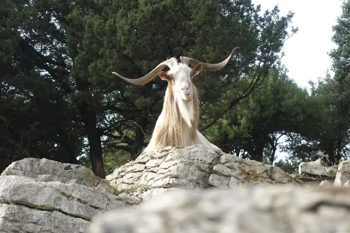 Foto Centrale